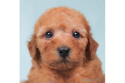 成約済の東京都のトイプードル-202088の3枚目